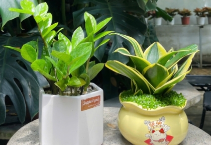 Cây để bàn làm việc phong thủy