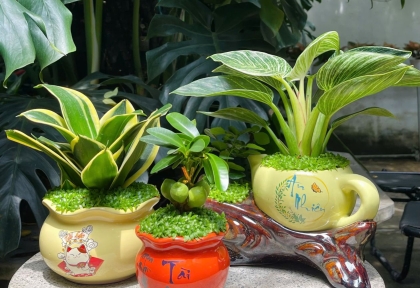 Top 3 Loại Cây Để Bàn Giúp Tăng Tập Trung, Giảm Stress Khi Làm Việc