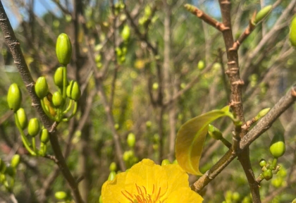 Cho Thuê Mai Tết Cho Công Ty 