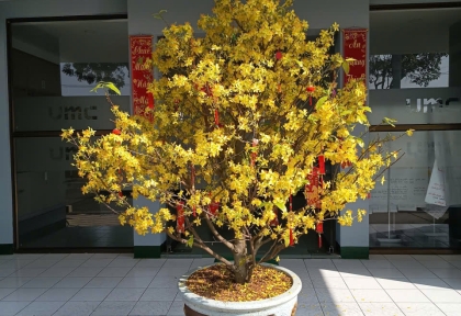 Top 5 nhà vườn bán Mai đẹp giá rẻ tại Bình Dương