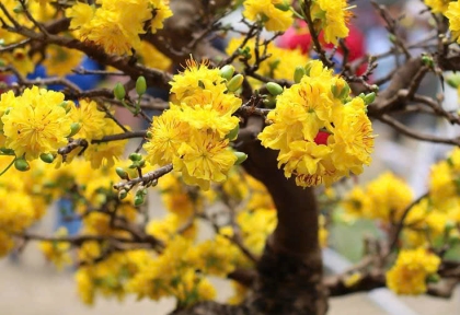 Dịch vụ chăm sóc mai vàng chuyên nghiệp