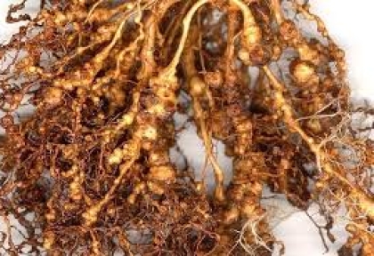 Tưới Phòng Nấm Rễ, Tuyến Trùng Rễ Trong Mùa Mưa Giúp Rễ Mạnh, Chồi Lá Xanh Mượt