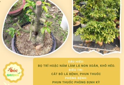 Mai Vàng bị xoắn lá, cách phòng bệnh và điều trị