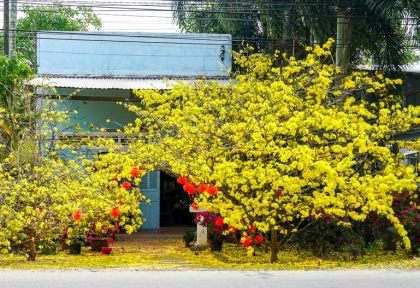 Cho thuê mai Tết đúng ngày nở 