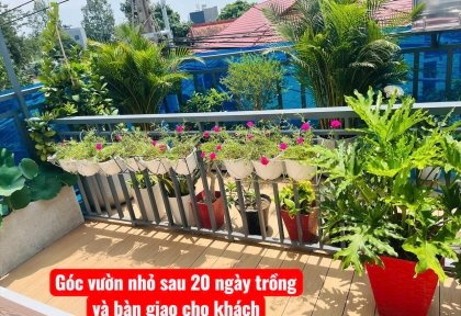 Cung câp và trồng cây Hoa, Trái cho ban công nắng gắt