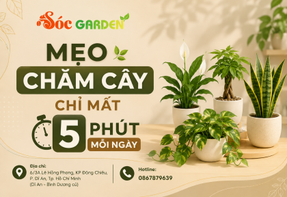 Mẹo chăm cây chỉ mất 5 phút mỗi ngày