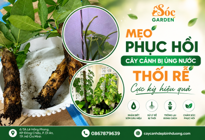 Mẹo phục hồi cây cảnh bị úng nước, thối rễ cực kỳ hiệu quả