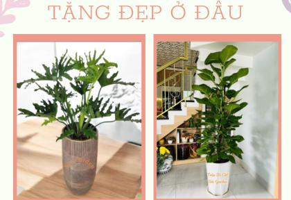 Mua cây quà tặng đẹp ở đâu