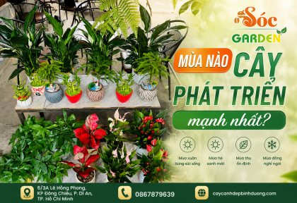 Mùa nào cây phát triển mạnh nhất?