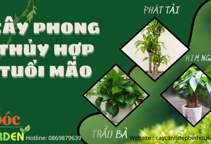 Người Tuổi Ất Mão, Kỷ Mão, Tất Mão, Đinh Mão Hợp Cây Phong Thủy Nào ?