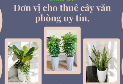 Đơn vị cho thuê cây văn phòng uy tín.