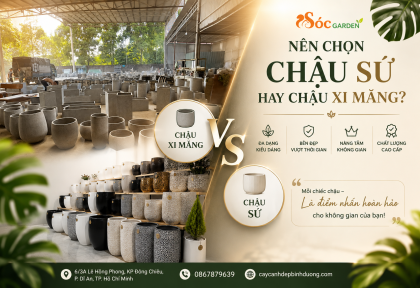 Nên chọn chậu sứ hay chậu xi măng?