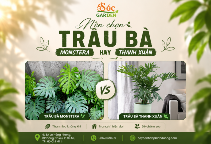 Nên chọn Trầu Bà Monstera hay Trầu Bà Thanh Xuân