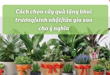 Cách chọn cây quà tặng khai trương/sinh nhật/tân gia 