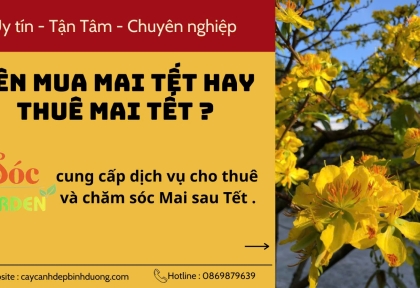 Nên mua Mai Tết hay thuê Mai Tết