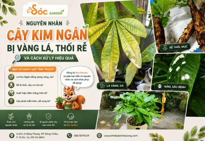 Nguyên nhân cây Kim Ngân bị vàng lá, thối rễ