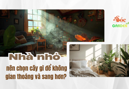 Nhà nhỏ nên chọn cây gì để không gian thoáng hơn?
