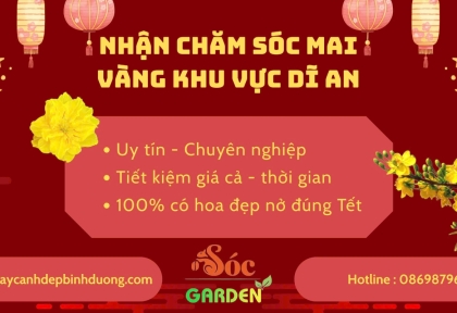 Nhận Chăm Sóc Mai Vàng Khu Vực Dĩ An
