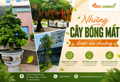 Những cây bóng mát được ưa chuộng