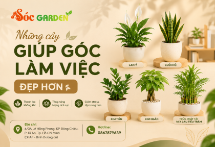 Những cây giúp góc làm việc đẹp hơn 