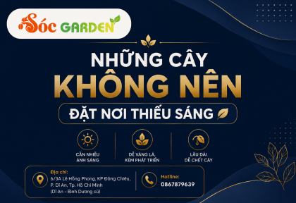 Những cây không nên đặt nơi thiếu sáng