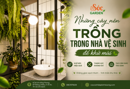 Những cây nên trồng trong nhà vệ sinh để khử mùi