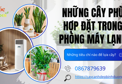 Những cây phù hợp đặt trong phòng máy lạnh
