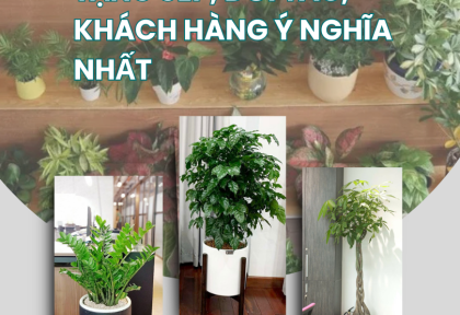 Những Mẫu Cây Cảnh Tặng Sếp, Đối Tác, Khách Hàng 