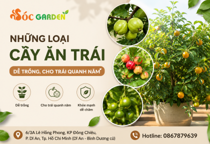 Những Loại Cây ăn trái dễ trồng, cho trái quanh năm