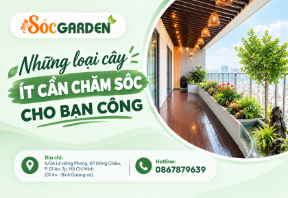Những loại cây ít cần chăm sóc cho ban công