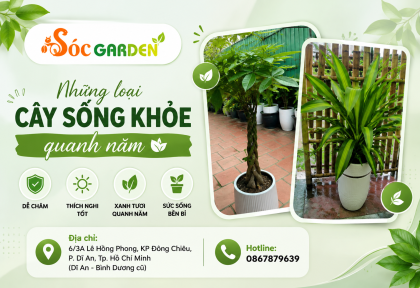 Những loại cây sống khỏe quanh năm 
