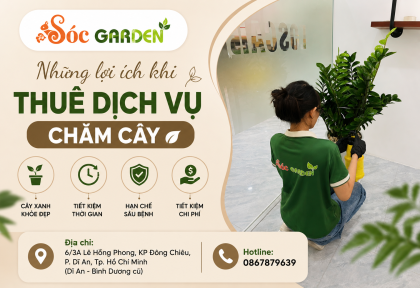 Những lợi ích khi thuê dịch vụ chăm cây