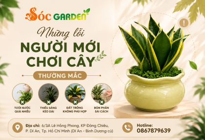 Những lỗi người mới chơi cây thường mắc
