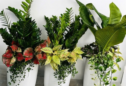 Top 10 Loại Cây Cảnh Văn Phòng Giúp Thanh Lọc Không Khí & Hút Tài Lộc