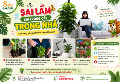 Sai lầm khi trồng cây trong nhà 