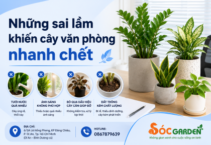 Những sai lầm khiến cây văn phòng nhanh chết