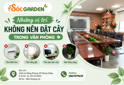 Những vị trí không nên đặt cây trong văn phòng