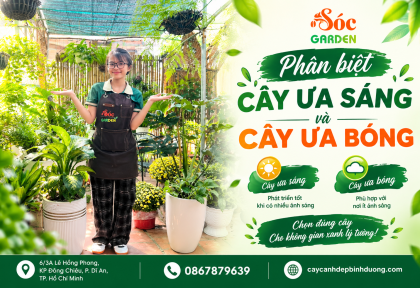 Phân biệt cây ưa sáng và cây ưa bóng