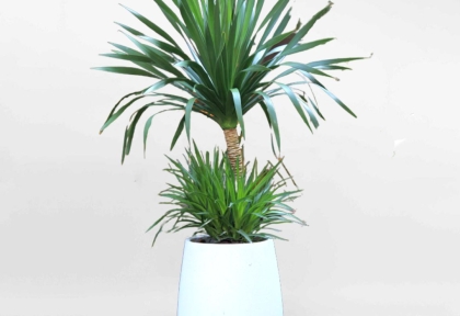 Doanh Nghiệp Nên Chọn Cây Gì Trang Trí Sảnh, Lễ Tân, Phòng Họp?