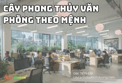 Cây phong thủy văn phòng theo mệnh