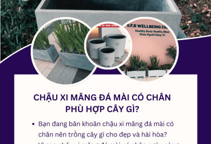 Chậu xi măng đá mài có chân phù hợp cây gì?