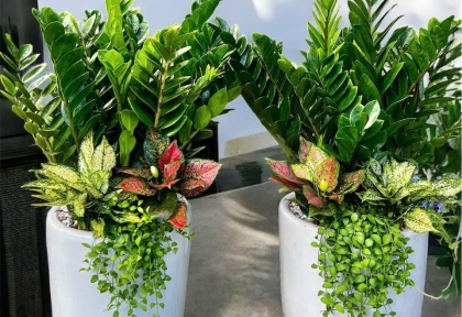 Cách chọn cây xanh cho nhà mới theo tuổi hợp phong thủy với gia chủ độ tuổi từ 35 đến 50