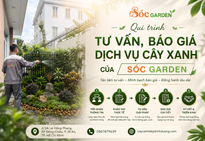 Qui trình tư vấn, báo giá dịch vụ cây xanh của Sóc Garden