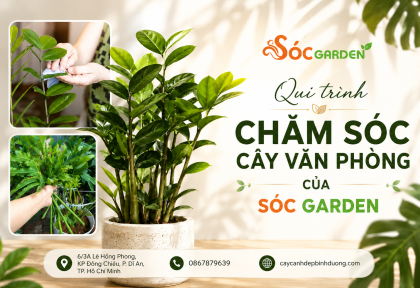 Quy trình Chăm sóc Cây Văn Phòng của Sóc Garden
