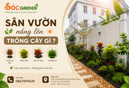 Sân Vườn nắng lên trồng Cây gì ?