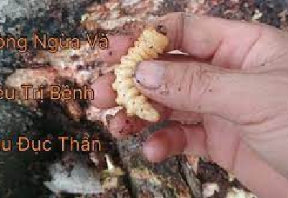 Phòng trị sâu đục thân và côn trùng cắn rễ trong mùa mưa giúp cây Mai Vàng phát triển xanh tốt