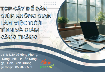 Top cây để bàn giúp không gian làm việc tươi tỉnh