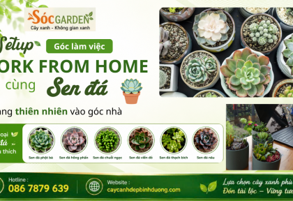 Setup góc làm việc Work From Home cùng sen đá