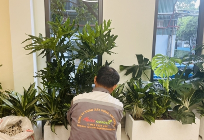 Dịch Vụ Cho Thuê Cây Văn Phòng – Giải Pháp Xanh Và Tiết Kiệm Chi Phí