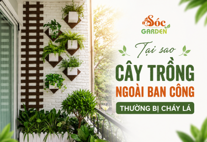 Tại sao cây trồng ngoài ban công thường bị cháy lá